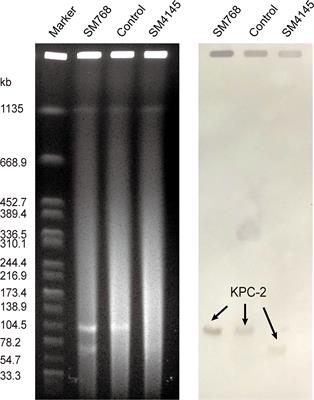 Genomic characterization of two carbapenem-resistant Serratia marcescens isolates causing bacteremia: Emergence of KPC-2-encoding IncR plasmids